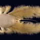 Illustration for article titled All the Alien-Looking Species Discovered by the Deep Sea Vehicle Alvin